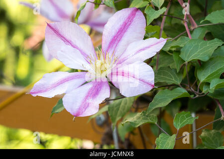 Clematis Blumen blühen im Frühling Garten Stockfoto