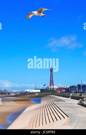 Möwen fliegen in Blackpool Tower und Riesenrad auf Central Pier an einem Sommertag durchaus mit lebhaften blauen Himmel Stockfoto