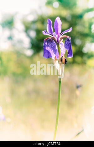 Iris Sibirica, allgemein bekannt als Sibirische Schwertlilie oder sibirischen Flagge, wächst auf der Wiese in der Nähe von Dnepr in Kiew, Ukraine, unter dem weichen mor Stockfoto