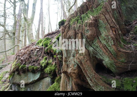 Moosigen Baumstumpf im Wald Stockfoto