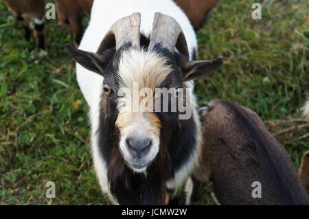 Ziege Schwarz Weiss Ziege Gerichtete Th Kamera Beest Schuss Einer Ziege Schone Ziege Schone Tapete Suss Und Genial Ziege Stockfotografie Alamy