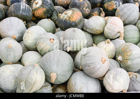 Kleine blaue Hubbard Squash auf dem Bauernmarkt Stockfoto