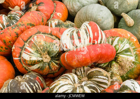 Turban Winter Squash auf dem Markt Stockfoto