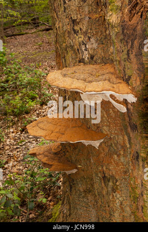 Ganoderma Applanatum Pilz am Stamm des Baumes im englischen Wald Stockfoto