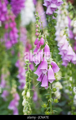Digitalis Purpurea in einem englischen Cottage-Garten. Stockfoto