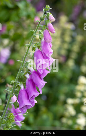 Digitalis Purpurea in einem englischen Cottage-Garten. Stockfoto