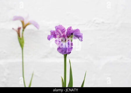 Iris Sibirica 'Wutanfall' gegen eine weiße Wand. Stockfoto