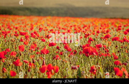 Full-Frame von einem Mohnfeld in West Pentire in Cornwall hautnah. Wildblumenwiese in voller Blüte. Stockfoto