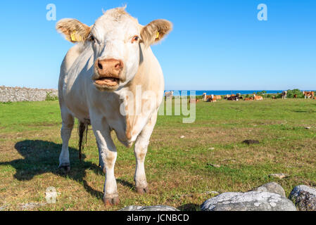 Golden Beige Milchkuh stehen in der Nähe von links mit anderen Kuhherde im Hintergrund. Stockfoto