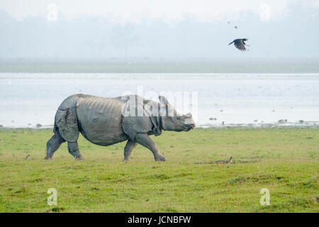 Indischer Nashorn (Nashorn unicornis) vor dem Fluss. Kaziranga-Nationalpark, Assam, Indien Stockfoto