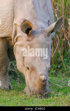 Indische Nashorn, Nashorn unicorni, Vorderansicht. Ein gefährdetes Tier im Kaziranga Nationalpark, Assam, Indien. Stockfoto