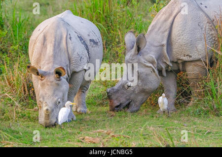 Nashorn, Nashorn, Weide. Kaziranga-Nationalpark, Assam, Indien Stockfoto