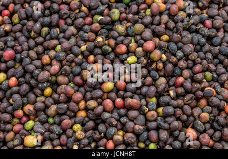 Körner von reifem Kaffee in Nahaufnahme. Ostafrika. Kaffeeplantage. Stockfoto
