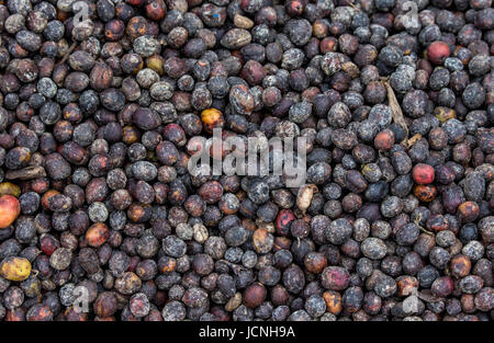 Körner von reifem Kaffee in Nahaufnahme. Ostafrika. Kaffeeplantage. Stockfoto