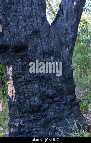 Eukalyptus-Baum verbrannt von Buschfeuer. Grampians National Park, South Australia. Stockfoto