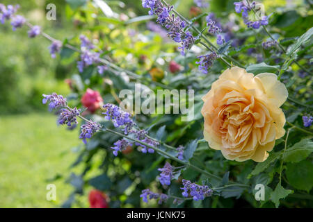 Englische gelbe rose im Garten. David Austin, Golden Celebration Stockfoto