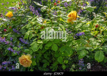 Englische gelbe rose im Garten. David Austin, Golden Celebration Stockfoto