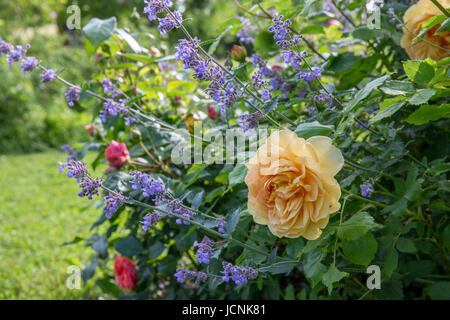 Englische gelbe rose im Garten. David Austin, Golden Celebration Stockfoto