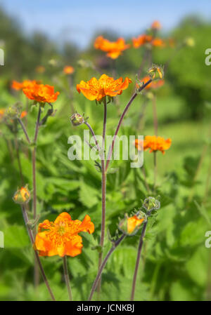 Kleinen roten orange Blüten im Sonnenlicht. Frühling-Sommer-Natur-Hintergrund. Stockfoto