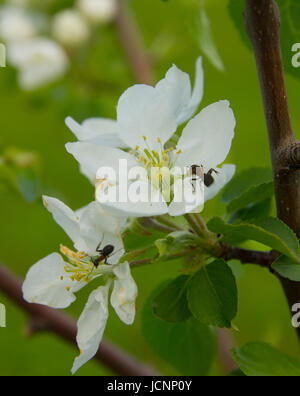 Zweig der blühenden Apfelbaum mit Ameisen Stockfoto