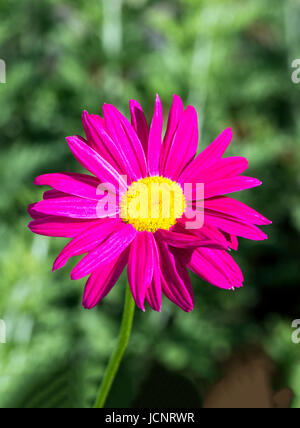 Nahaufnahme der einzelne Aster Blume in voller Blüte; Asteraceae; Salida; Colorado; USA Stockfoto