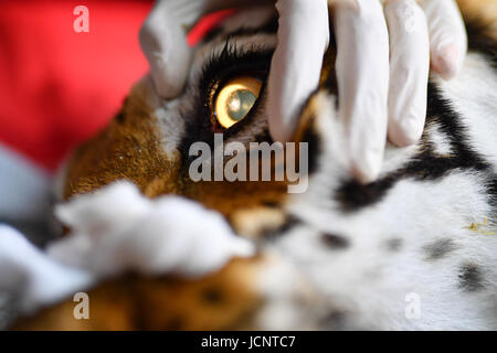 Tierärztliche Johanna Painer der Veterinär Medizinische Universität Wien untersucht ein Auge von der weiblichen Tiger Varvara an der Raubkatze-Station der Gesellschaft für die Verhinderung der Grausamkeit zu den Tieren Tierart in Maßweiler, Deutschland, 16. Juni 2017. Zwei Erwachsene Tiger wurden überprüft und behandelt unter Anästhesie an der Raubkatze Station am Freitag. Foto: Uwe Anspach/dpa Stockfoto