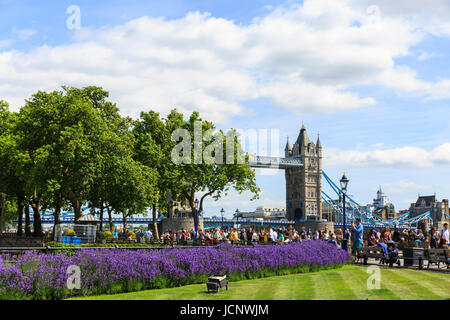 Tower of London, London, UK. 16. Juni 2017. Schöne Lavendel kommt in voller Blüte an einem warmen und sonnigen Tag in den Tower of London, in der Nähe von Tower Bridge (im Hintergrund) Credit: Imageplotter News und Sport/Alamy Live News Stockfoto