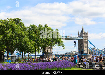 Tower of London, London, UK. 16. Juni 2017. Schöne Lavendel kommt in voller Blüte an einem warmen und sonnigen Tag in den Tower of London, in der Nähe von Tower Bridge (im Hintergrund) Credit: Imageplotter News und Sport/Alamy Live News Stockfoto