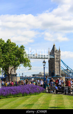 Tower of London, London, UK. 16. Juni 2017. Schöne Lavendel kommt in voller Blüte an einem warmen und sonnigen Tag am Tower of London Credit: Imageplotter News und Sport/Alamy Live News Stockfoto