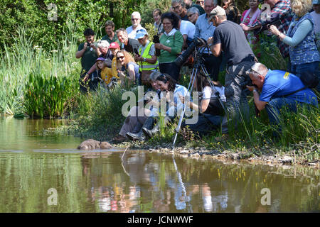 Ladock, Cornwall, UK. 16. Juni 2017. Biber nach 400 Jahren Abwesenheit in Cornwall wieder eingeführt. Ein paar der Biber in Cornwall auf einem Bauernhof in der Nähe von Truro freigegeben worden, von Cornwall Wildlife Trust.They Eurasische Biber, die geboren und gefangen in Großbritannien gezüchtet wurden. Bildnachweis: Simon Maycock/Alamy Live-Nachrichten Stockfoto