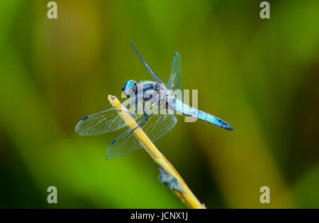 Grzegorzewice, Polen. 16. Juni 2017. Wetter bewölkt, Regen und Gewitter verwandelt. Bildnachweis: Madeleine Ratz/Alamy Live-Nachrichten Stockfoto