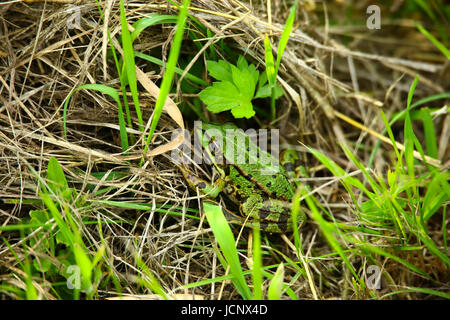 Grzegorzewice, Polen. 16. Juni 2017. Wetter bewölkt, Regen und Gewitter verwandelt. Bildnachweis: Madeleine Ratz/Alamy Live-Nachrichten Stockfoto