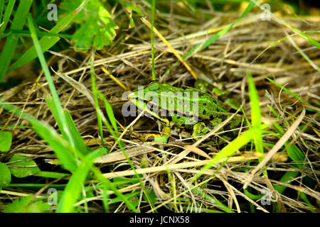 Grzegorzewice, Polen. 16. Juni 2017. Wetter bewölkt, Regen und Gewitter verwandelt. Bildnachweis: Madeleine Ratz/Alamy Live-Nachrichten Stockfoto