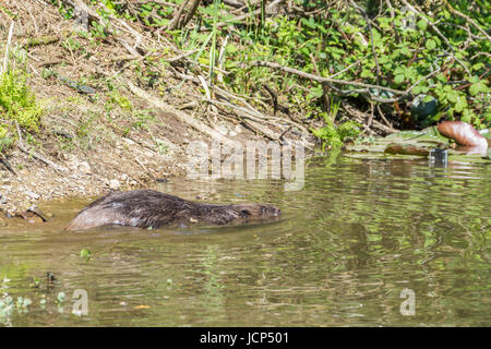 Ladock, Cornwall, UK. 16. Juni 2017. Biber nach 400 Jahren Abwesenheit in Cornwall wieder eingeführt. Ein paar der Biber in Cornwall auf einem Bauernhof in der Nähe von Truro freigegeben worden, von Cornwall Wildlife Trust.They Eurasische Biber, die geboren und gefangen in Großbritannien gezüchtet wurden. Bildnachweis: Simon Maycock/Alamy Live-Nachrichten Stockfoto