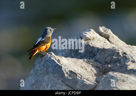 Gemeinsamen Rock Soor vom Naturpark Biokovo, Kroatien Stockfoto