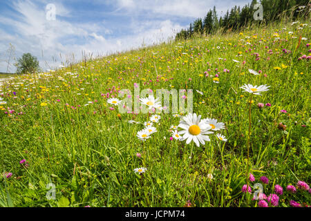 Eine Wiese voller Blumen blühen. Eine Schotterstraße führt zu den Horizont. Berge sind im Hintergrund sichtbar Stockfoto