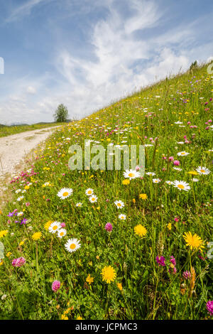 Eine Wiese voller Blumen blühen. Eine Schotterstraße führt zu den Horizont. Berge sind im Hintergrund sichtbar Stockfoto