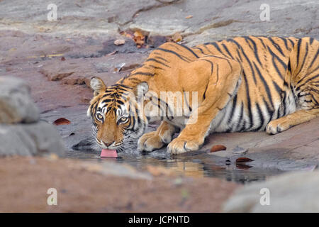 Bengal Tiger, (Panthera tigris tigris), Getränke Wasser, bedrohte Arten, Sawai Madhopur Rajasthan, Ranthambore National Park, Rajasthan, Indien. Stockfoto