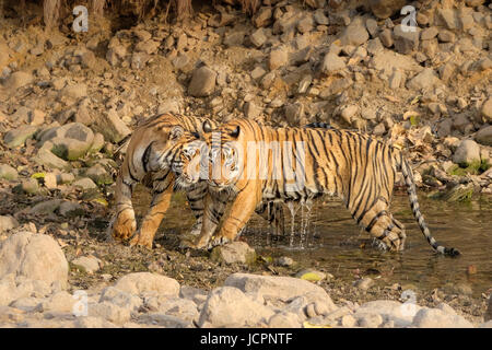 Bengaltiger (Panthera tigris tigris) spielen im Wasser. Sawai Madhopur, Ranthambore National Park, Rajasthan, Indien. Stockfoto