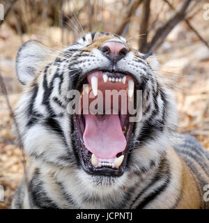 Bengalischer Tiger, (Panthera tigris tigris), Porträtaufnahme gefährdeter Arten, Sawai Madhopur Rajasthan, Ranthambore-Nationalpark, Rajasthan, Indien Stockfoto