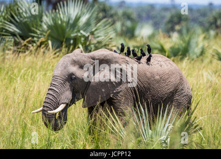 Еlephant spaziert mit einem Vogel auf dem Rücken im Merchinson Falls National Park entlang des Grases. Afrika. Uganda. Stockfoto