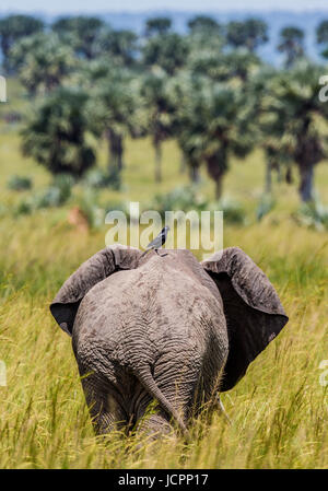 Еlephant spaziert mit einem Vogel auf dem Rücken im Merchinson Falls National Park entlang des Grases. Afrika. Uganda. Stockfoto