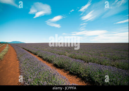 Lavender Farm in Tasmanien Stockfoto