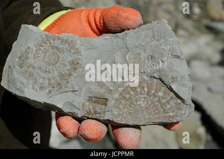 Fossile Jagd, Paar Ammoniten in Jurassic Kimmeridge Clay in der Hand eines Geologen. Charmouth Beach, Jurassic Coast, Dorset, Großbritannien. Juli 2015. Stockfoto