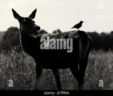 Rothirsch mit Starling stehen auf dem Rücken in Bushy Park, West London, UK Stockfoto