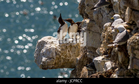 Paar von Trottellummen putzen einander liebevoll auf eine Küste voller Seevögel, Flamborough, Yorkshire, England, UK Wildtiere Kreidefelsen Stockfoto