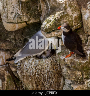 Zwei der britischen Roten Status Vögel, Kittiwake aufs Nest erbrechend Nahrung für ihre Küken und ein Papageientaucher auf, Flamborough, Yorkshire, England, UK Stockfoto