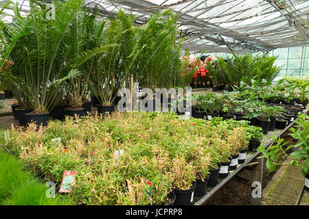 Pflanzen angezeigten / auf dem Display an der Palm Centre, Schinken zentrale Kindergarten, Schinken-Straße, Schinken. Richmond. Surrey TW10 7 ha. VEREINIGTES KÖNIGREICH. (88) Stockfoto