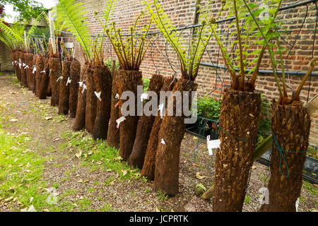 Reihen von Treeferns auf ein Bewässerungssystem und angezeigten / auf dem Display an der Palm Centre, Schinken zentrale Kindergarten, Schinken-Straße, Schinken. Richmond. Surrey. (88) Stockfoto