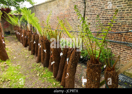 Reihen von Treeferns auf ein Bewässerungssystem und angezeigten / auf dem Display an der Palm Centre, Schinken zentrale Kindergarten, Schinken-Straße, Schinken. Richmond. Surrey. (88) Stockfoto